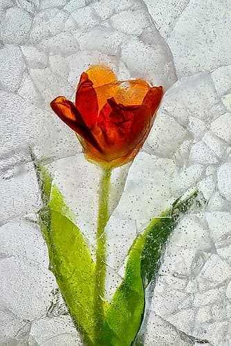 Tulip in ice Art Print by Jaynes Gallery